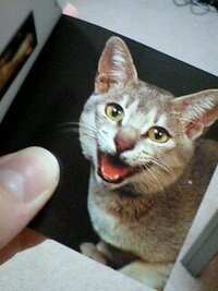 猫の種類 名前 この猫はなんていう種類かわかる方いますか 猫図鑑に載っ Yahoo 知恵袋