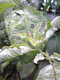 ハナミズキの葉っぱの病気樹齢10年の花水木の葉っぱが画像のように葉の先が枯 Yahoo 知恵袋