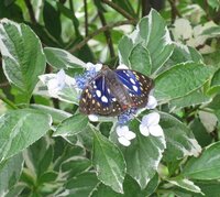 オオムラサキなどは なぜ 樹液を吸うんですか ほかの蝶は 花の蜜を吸うのになぜ Yahoo 知恵袋