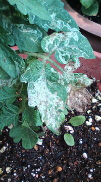 ミニトマトを育てているのですが 葉に白い筋のようなものが通っ Yahoo 知恵袋