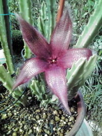 母がお友達からもらった サボテン に紫の花が咲きました それ Yahoo 知恵袋