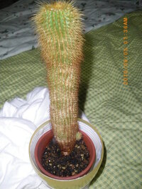 植物 サボテンは 直射日光を当てて育てない方がよい と聞きました ガラスを透 Yahoo 知恵袋