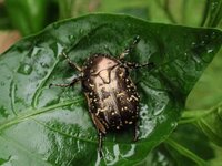 シロテンハナムグリやコアオハナムグリって害虫扱いされているらしい Yahoo 知恵袋