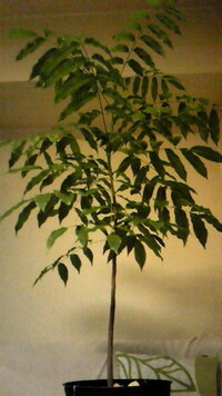 観葉植物についての質問です ジャックと豆の木を10年以上育てて Yahoo 知恵袋