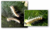 柿の葉についた毛虫の退治方法を教えて下さい 添付画像の毛虫です Yahoo 知恵袋