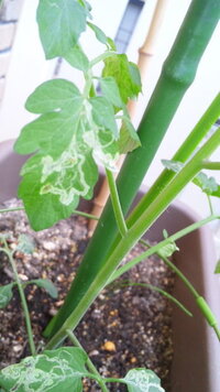 秋蒔きでプランター栽培出来る野菜 簡単なもので を探しています ベラ Yahoo 知恵袋