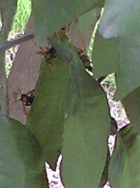 物語シリーズ はどの順番で見ていくのがベストですか 物語シ Yahoo 知恵袋