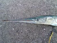 広島県のとあるところで太刀魚釣りをしていたところ こんな魚が釣れた と Yahoo 知恵袋