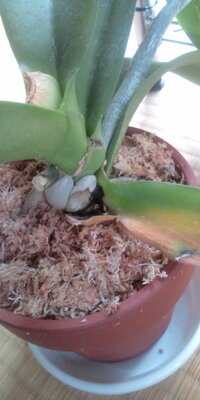 胡蝶蘭の葉が黄色く変色してしまい 他の株の葉と葉がぶつかった拍子に一番 Yahoo 知恵袋