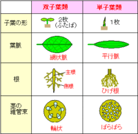 単子葉類の植物と双子葉類の植物はどことどこがくっついているん Yahoo 知恵袋