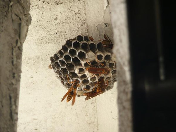 住んでいるアパートのベランダで 蜂の巣が見つかりました Yahoo 知恵袋
