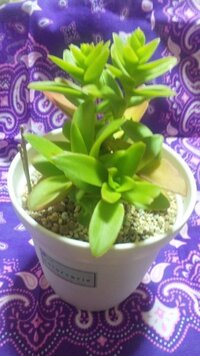 この新芽の生えかた まずい 徒長した多肉植物 おそらく火祭り を仕立 Yahoo 知恵袋