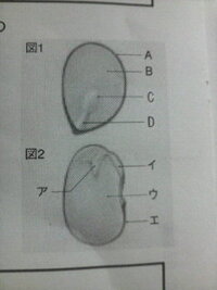 図１はカキの種子の断面を 図２はインゲンマメの種子の断面を示 Yahoo 知恵袋