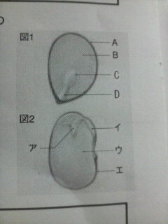 図１はカキの種子の断面を 図２はインゲンマメの種子の断面を示 Yahoo 知恵袋