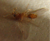 カーテン 床に赤茶色っぽい羽虫が十数匹くっついていました 何の虫かご存じの方いら 教えて 住まいの先生 Yahoo 不動産
