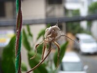 コナカイガラムシの駆除方法はありますか 朝顔や金のなる木などに付いて Yahoo 知恵袋