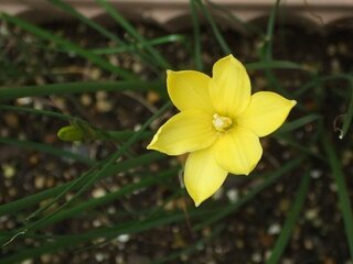 この黄色い水仙のような花はなんでしょう 民家の園芸用のようです Yahoo 知恵袋