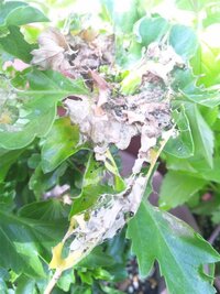 ハイビスカスに虫がついてしまいました 黒い点々みたいなのと 緑の虫と Yahoo 知恵袋