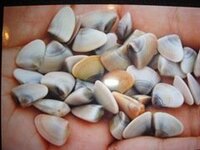 この連休に九十九里浜に行きました 海岸でこんな貝をたくさん見つけたので Yahoo 知恵袋