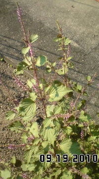 赤しそですが花は花穂として刺身の褄に出来ますか もちろんできます Yahoo 知恵袋