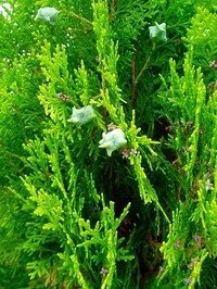 花粉アレルギーなのですが 庭にオウゴンコノテガシワが一本だけ生え Yahoo 知恵袋