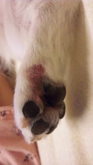 至急 犬の足の一部が赤くなっています T T 私の犬は約３歳のペキニー Yahoo 知恵袋