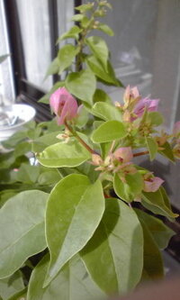 花の名前が分かりません ピンク色の花が咲きました 枝にとげがあります Yahoo 知恵袋