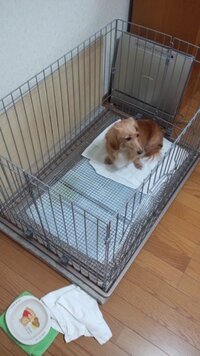 大型犬を飼って1年になるんですが 今まで室内のゲージに散歩以外出さない生活 Yahoo 知恵袋