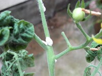 今 ベランダでミニトマトを栽培中です 添付した画像の白い物体がいつも張 Yahoo 知恵袋