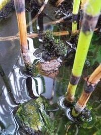 カエルの冬眠についてお伺いします 発泡スチロールに木賊を植え Yahoo 知恵袋