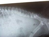 動物のレントゲン写真について質問です 現在動物病院でバイトし Yahoo 知恵袋