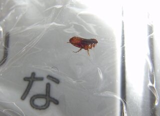 ふと見ると犬に黒い虫がついていたのですが この虫ってノミとかダニ Yahoo 知恵袋