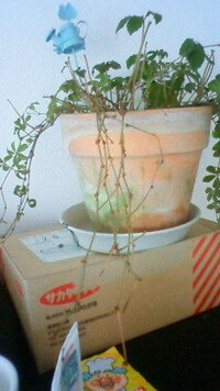 シュガーバインの育て方に詳しい方 プロの人 シュガーバインの葉先が丸まってふに Yahoo 知恵袋