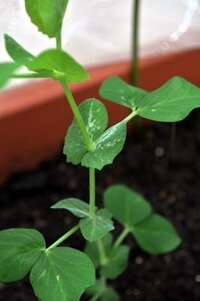 まだ３０センチにもならないソラマメの花が咲いてきたんですが どうすればい Yahoo 知恵袋