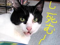 私がオナラしたらこたつで昼寝している猫が 呆れ顔で出て来たけど 相当 Yahoo 知恵袋