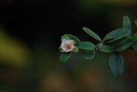 ピラカンサスの棘は何から身を守るためにあるのでしょうか 鳥以外の動物にも実を食 Yahoo 知恵袋