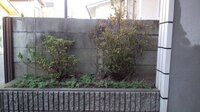 つつじが一面覆われる様に植えたいと思うのですが どのくらいの間隔で植え付けたら Yahoo 知恵袋