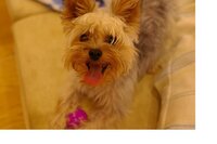 私の家で飼っているヨーキーはシルバー 白 の毛並みです でも Yahoo 知恵袋