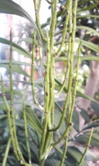 テーブルヤシが大きくなったのだと思いますがうちの庭に長いこと放置されて Yahoo 知恵袋