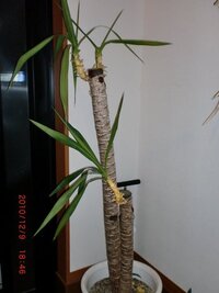 我が家のユッカ 観葉植物 について 画像の通りほぼ枯れています Yahoo 知恵袋