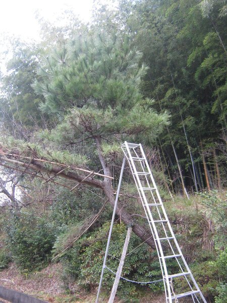 黒松の剪定についての質問です。高すぎて梯子が届かないのですが... - Yahoo!知恵袋