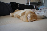 ウサギを2匹以上飼ってる方へお聞きしたいですっ うちには飼ってから Yahoo 知恵袋