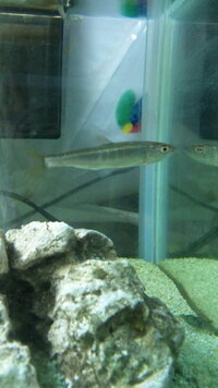 アッパッパーについて アッパッパー 淡水イワシ は現在 流通している Yahoo 知恵袋