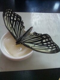 蝶はエサを食べない日が どのくらい続くと死んでしまいますか 夏場は2 3 Yahoo 知恵袋