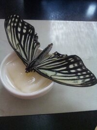 アゲハ蝶の餌やりについて 今朝 アゲハが羽化しました 羽化したら すぐ逃 Yahoo 知恵袋