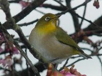 メジロについて ちょこっと前から捕獲禁止になりましたね Yahoo 知恵袋