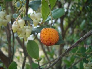 この樹の名前を教えてください 庭木ですが アセビに良く似た花がつ Yahoo 知恵袋