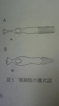 明暗を感知する視神経の名称は 桿体細胞で合ってますか 網膜の錐体細胞 Yahoo 知恵袋