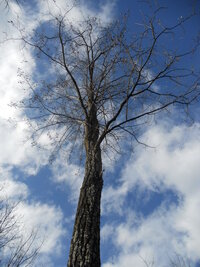 木の観察をしていたところ 枯れ木の枝の先端に枯れ葉と思いきや 枝豆の形 Yahoo 知恵袋