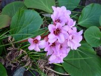 このピンク色のお花の名前を教えてください 葉っぱは丸いうちわ Yahoo 知恵袋